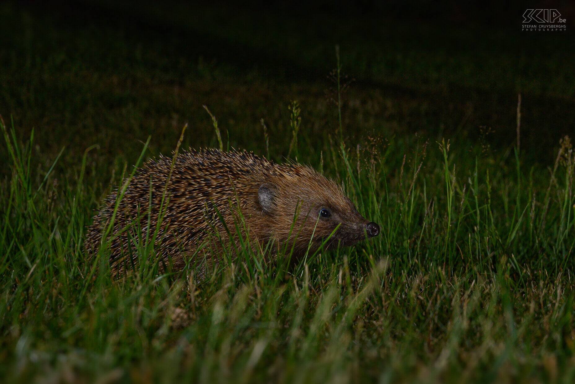 Nocturnal animals in our garden - Hedgehog The hedgehog is a nocturnal animal and visits our garden almost daily. It is an insectivore with a length of 20-30cm and its spines can be up to 2.5cm long. They mainly eat snails, earthworms, beetles, caterpillars, earwigs,… but amphibians and small rodents are also sometimes on the menu. They live solitary and hibernate from October-November. Stefan Cruysberghs